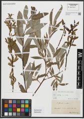 Foto von Salix alba L.